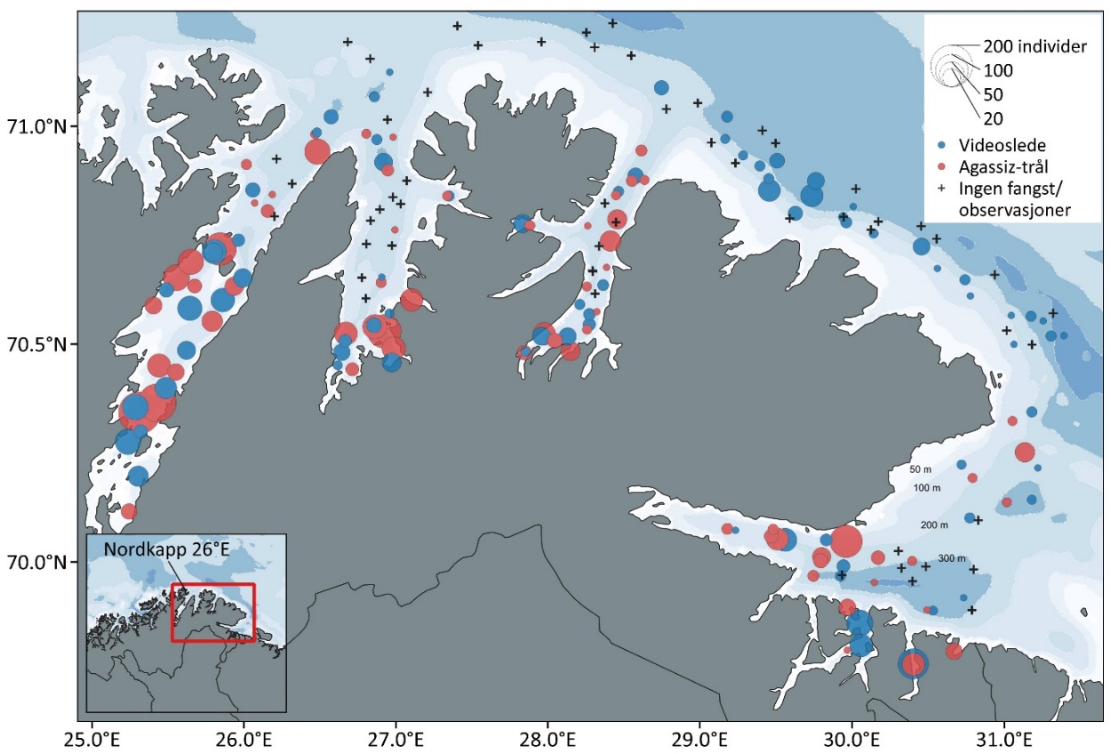 Antall observerte krabber per undersøkt stasjon i det kvoteregulerte området høsten 2023.