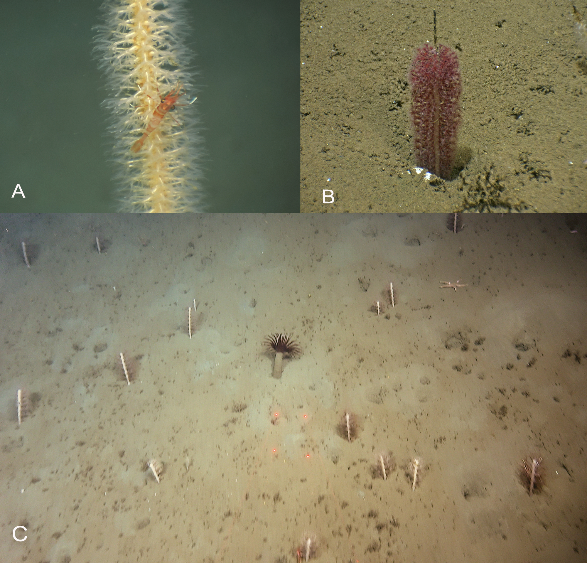 Figur 6 A-C. Flere sjøfjærarter dannet «enger» med sjøfjær på den dype slambunnen i Skagerrak. A) Stor piperenser (Funiculina quadrangularis), B) liten piperenser (Virgularia mirabilis), og C) tett bestand av hanefot (Kophobelemnon stelliferum) med en sylindersjørose (Cerianthus lloydii) i midten.