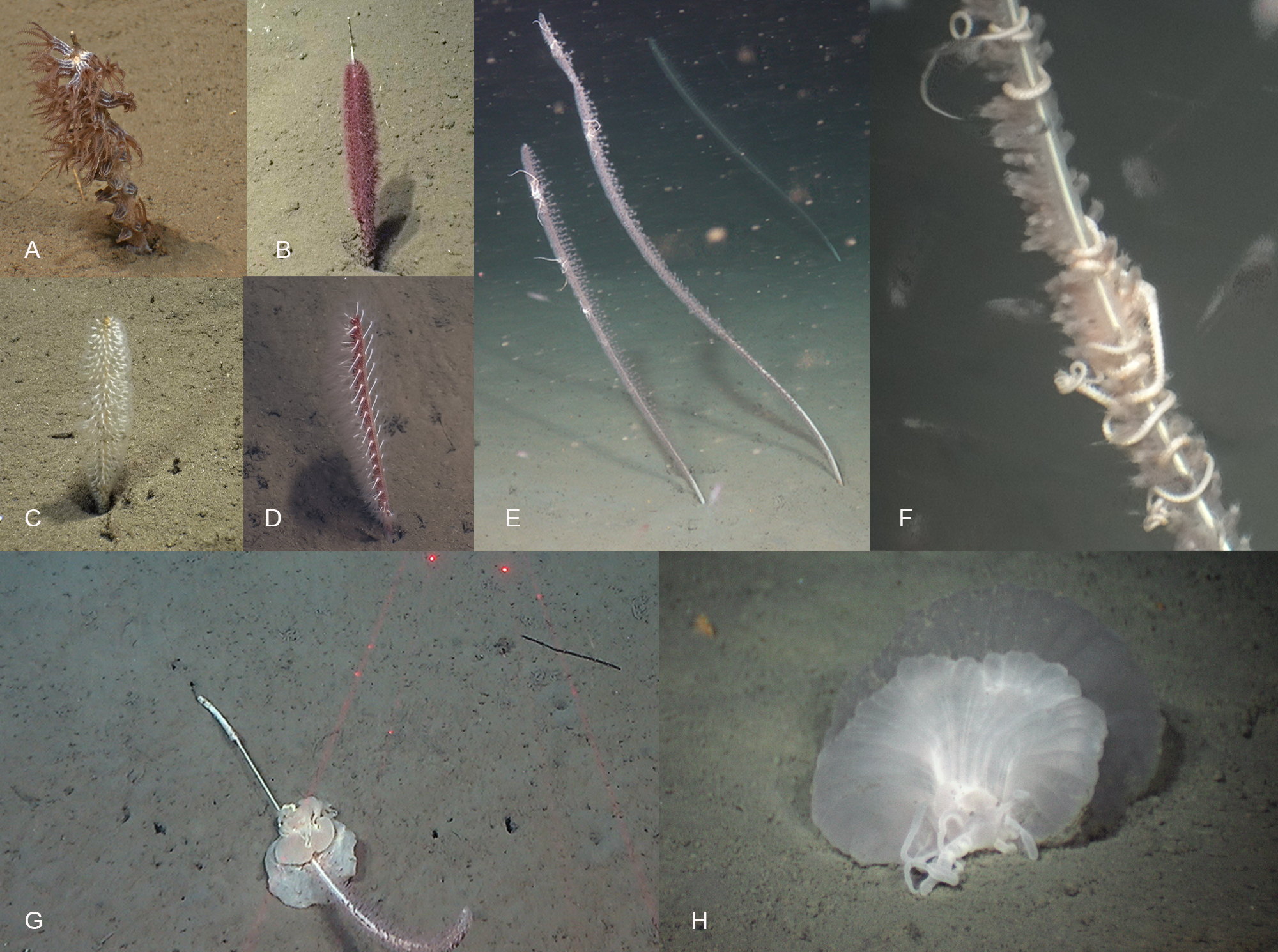 Figur 7. Ulike sjøfjær. Kophobelemnum stelliferum (A),  uidentifisert rød Virgularidae (B), Virgularia mirabilis (C), Protoptilum thompsoni (D), Funiculina quadrangularis (E og F), sjøanemonen Ptychodactis patula på Funiculina quadrangularis (G), og frittliggende på bunnen (H).