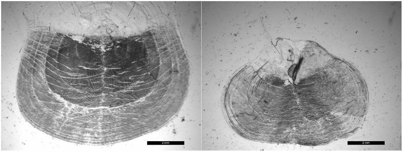 Figur 21. Norsk vårgytende sild. Bildet til venstre viser en 10 år gammel nvg-sild, hvor skjellkvaliteten er slik vi ønsker. Bildet til høyre er et eksempel på dårlig skjellkvalitet og aldersbestemmelsen blir svært usikker.