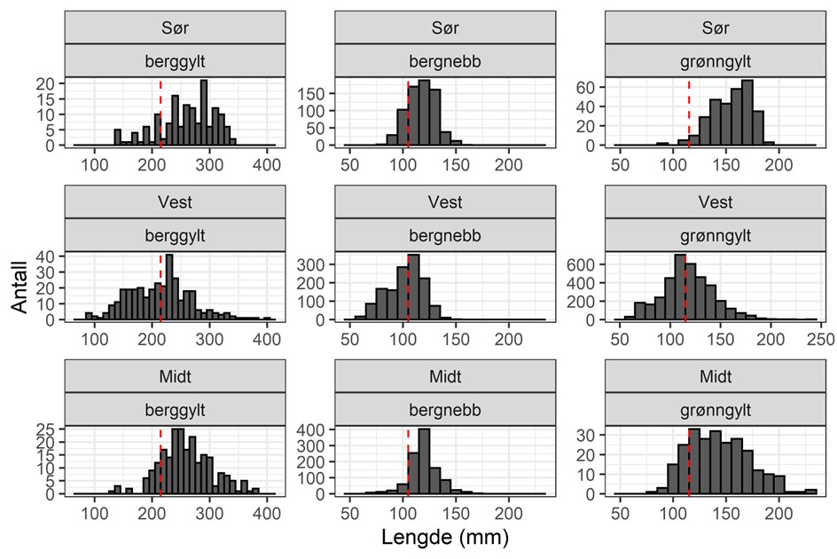 Lengdefordeling for grønngylt, berggylt og bergnebb i fangstene til referansefiskerne 2022. NB – ulike skalaer på x- og y-akser. Rød linje er minstemål. Berggylt viser en venstre forskyvning i Vest, noe som tyder på et resultat av fiskepress på større individer.