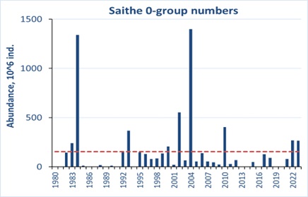 Figure 6.6.2. 0-group saithe abundance estimates corrected for capture efficiency for the period 1980-2023. Red line shows the long-term average.