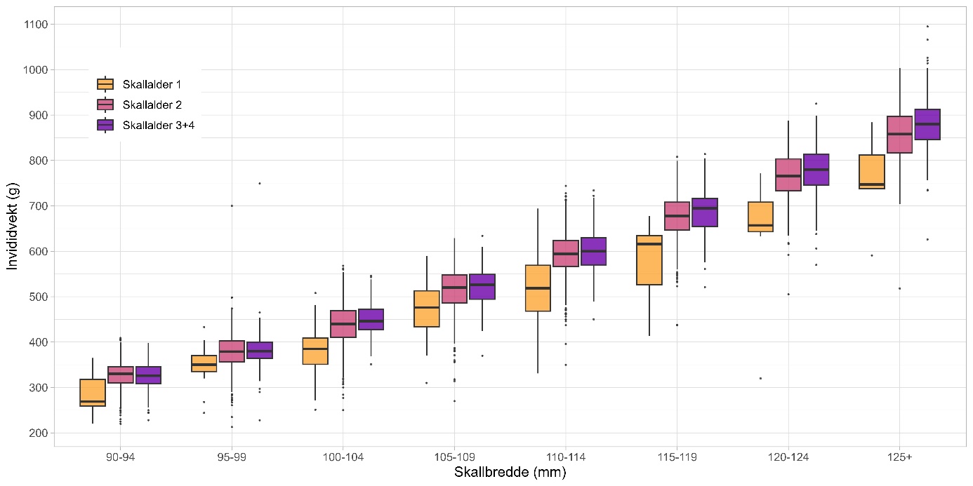 Fordeling av individvekt per størrelsesgruppe og skallalder observert på snøkrabbetokt. 