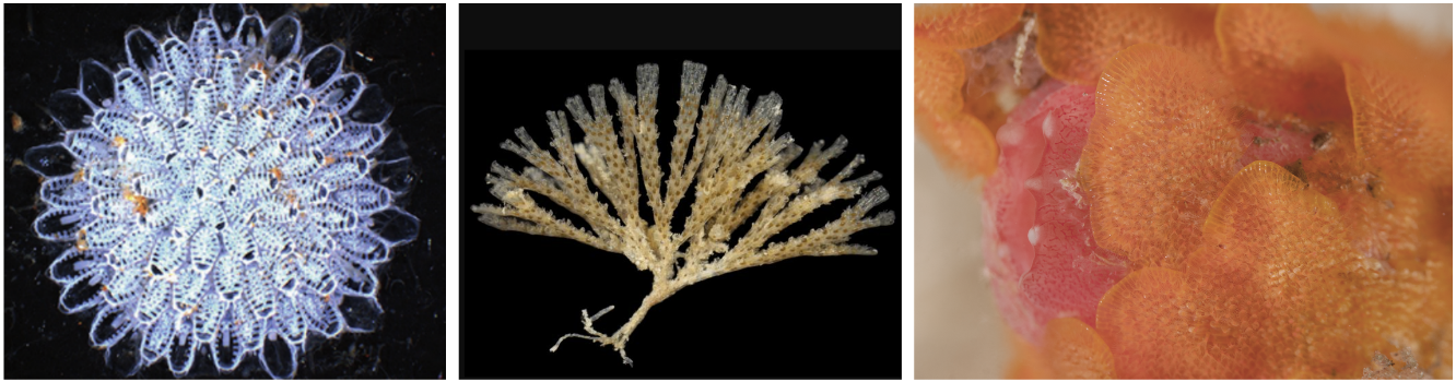 Bildet viser ulike fremmede mosdyr Juxtacribrilina mutabilis til venstre, Bugulina simplex i midten og Schizoporella japonica til høyre
