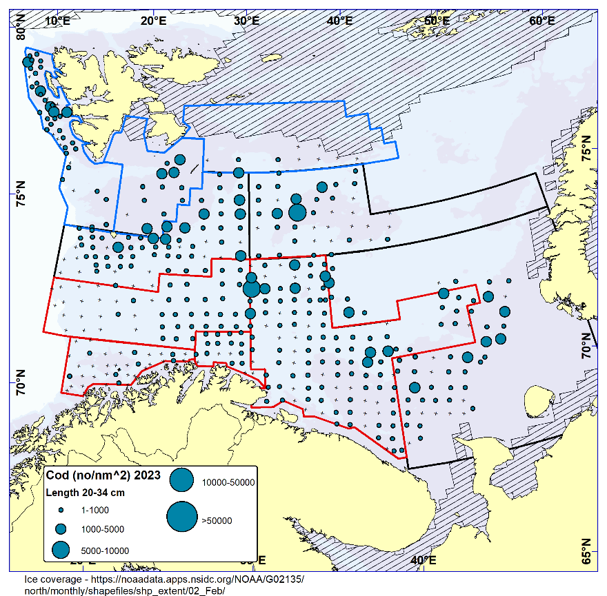 Figure 5.4. COD 20-34 cm. Distribution in valid bottom trawl catches winter 2023 (number per nm2). Black crosses indicate zero catches and the shaded area the ice coverage early in the survey.