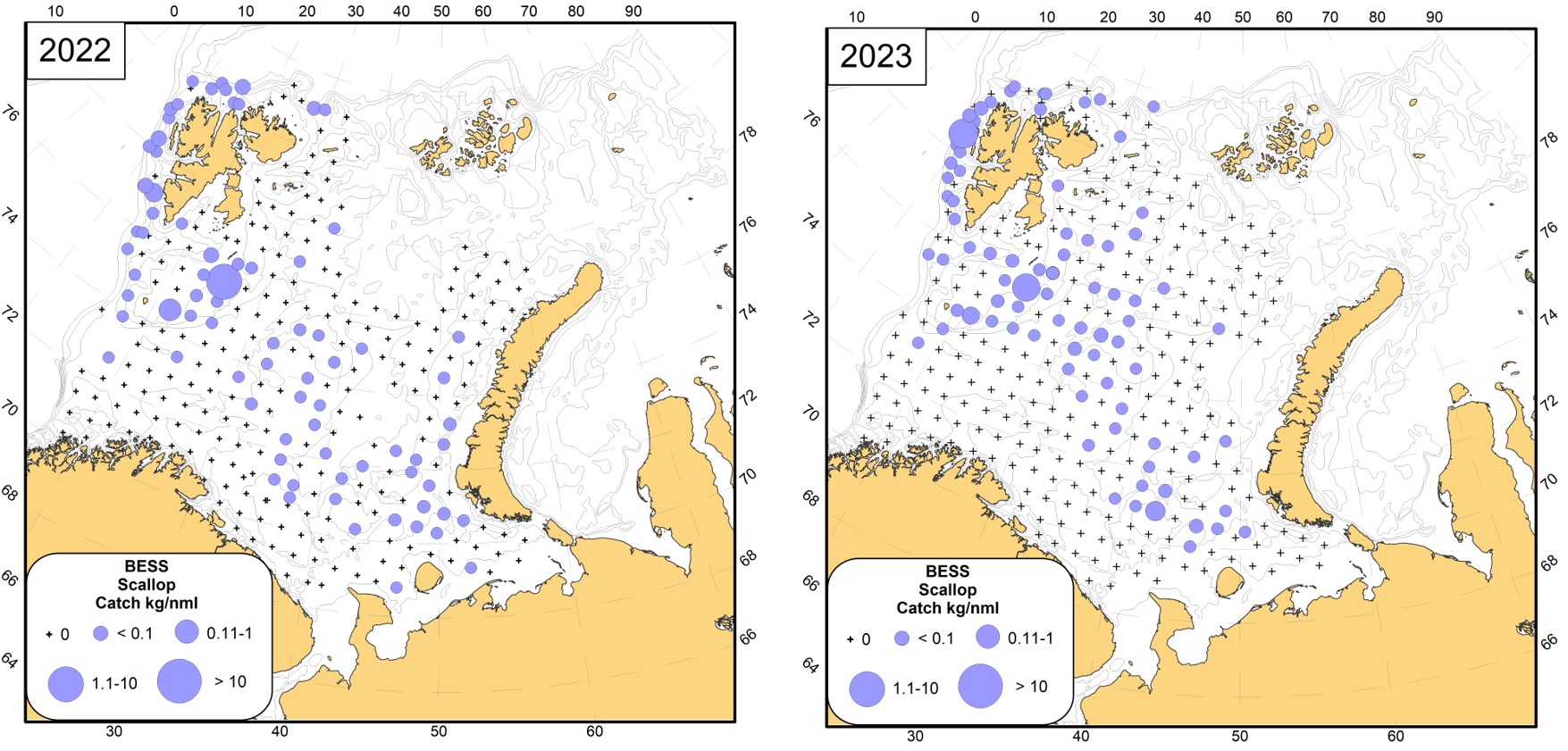 Figure 10.4.1 Distribution of the Iceland scallop (Chlamys islandica) in the Barents Sea, in the Barents Sea in August-September 2022-2023