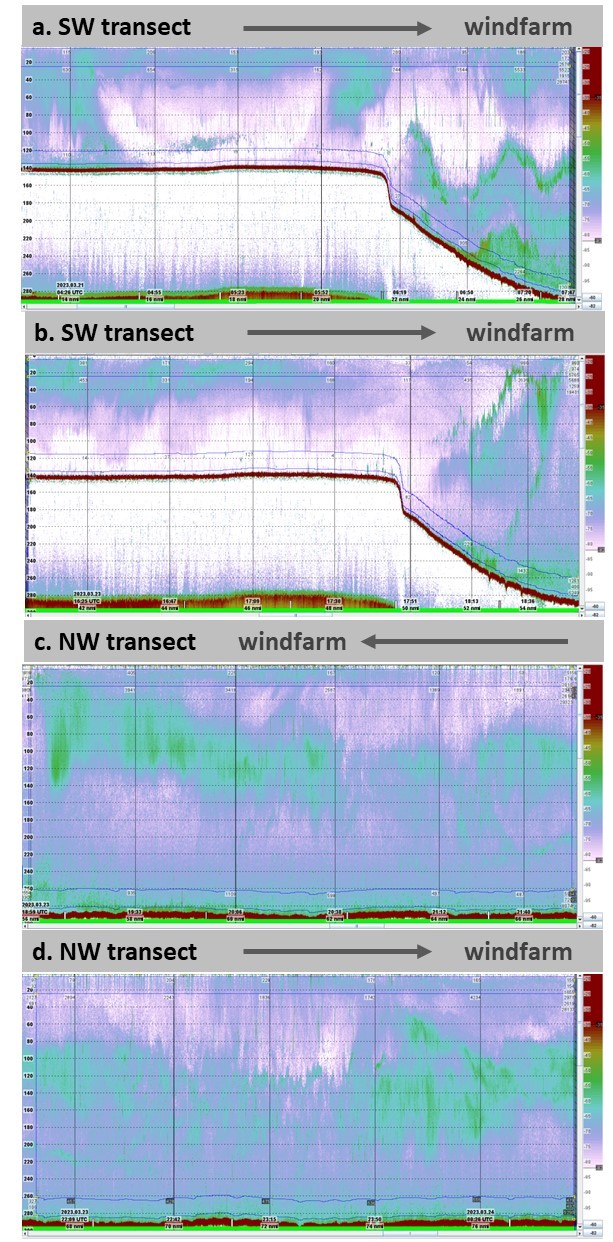 Echograms of the four acoustic transects. 