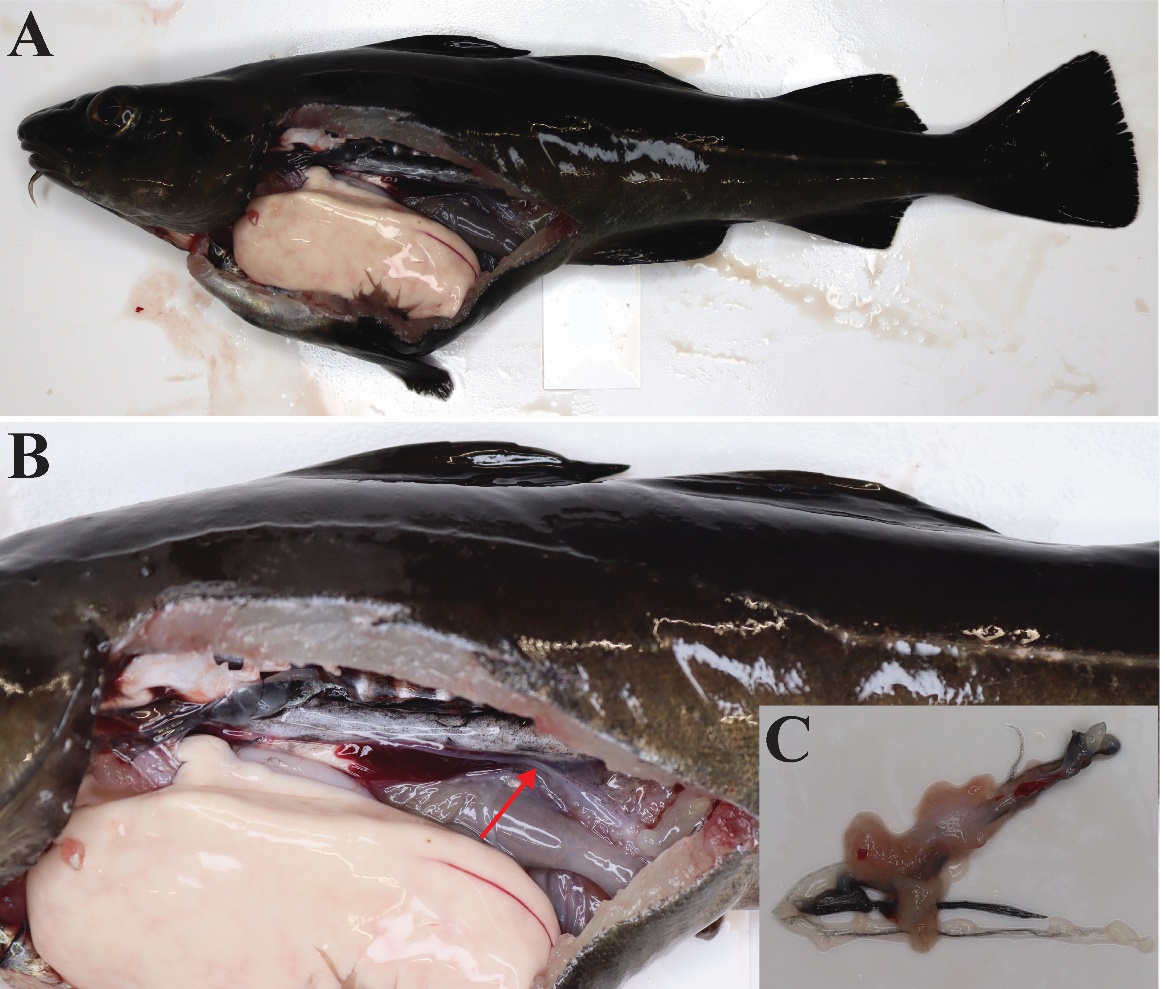 Figuren viser to fotografier av en hanntorsk åpnet ventralt og på siden med ulike forstørrelser, slik at man kan observere organene i bukhulen. Testiklene er vanskelige å se og ligner på en streng. Et tredje bilde viser testiklene utenfor fisken.