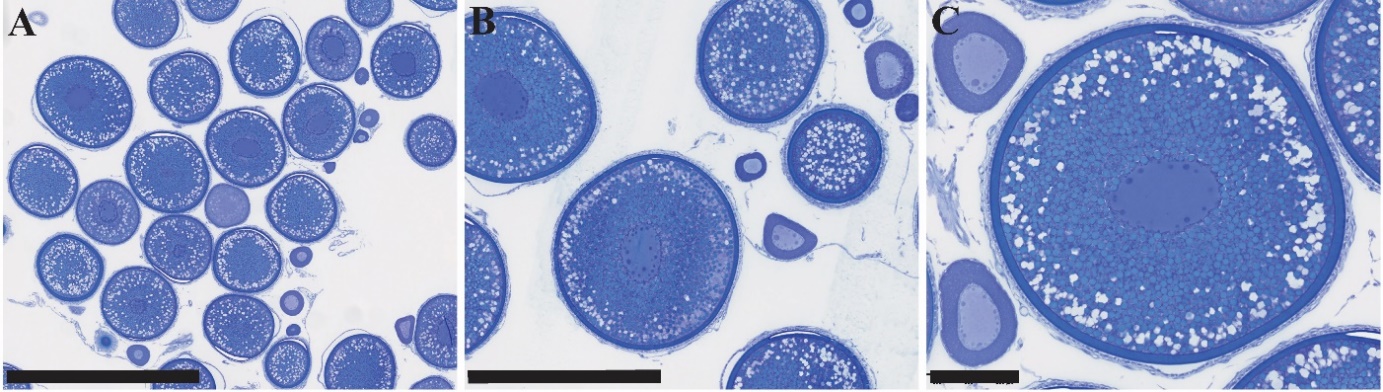 Figuren viser tre bilder av histologiske lysbilder av gonadevev fra hunntorsk i forskjellige forstørrelser. Det mest avanserte oocyttstadiet som er observert, er oocytter som presenterer eggeplommegranulat i cytoplasmaet, og dette indikerer at dyret er i et avansert modningsstadium.