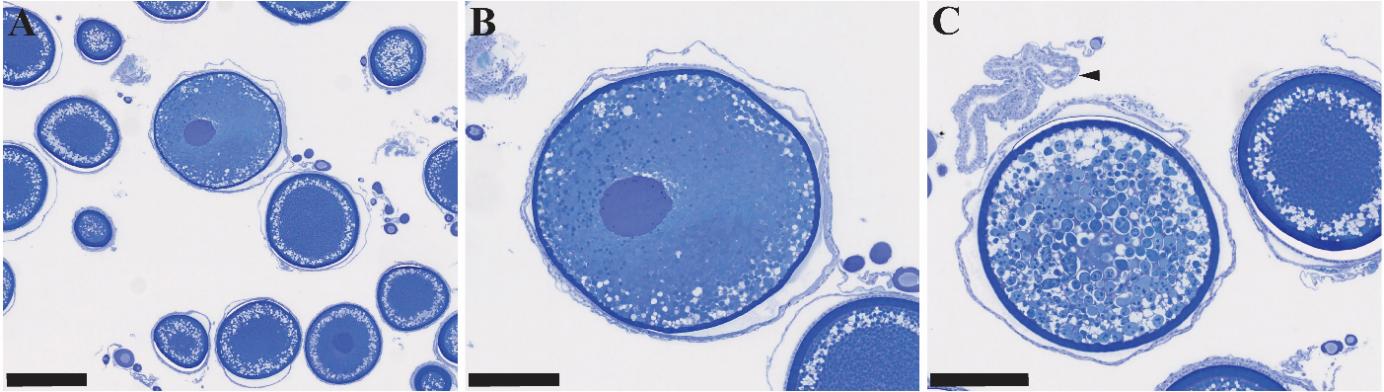 Figuren viser tre bilder av histologiske lysbilder av gonadevev fra hunntorsk i forskjellige forstørrelser. Det mest avanserte oocyttstadiet som er observert, viser oocytter hvor kjernen har begynt å bevege seg mot periferien, noe som indikerer at dyret starter gyting (tidlig).