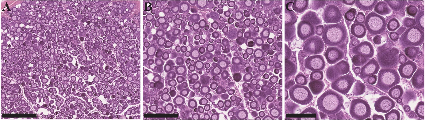 Figuren viser tre bilder av histologiske lysbilder av gonadevev fra hunntorsk i ulike forstørrelser. Ifølge vevsanalysen er dyret umodent, da det hovedsakelig presenterer previtellogene oocytter.