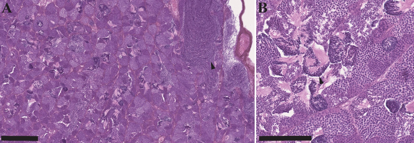 Figuren viser to bilder av histologiske lysbilder av gonadevev fra hanntorsk i forskjellige forstørrelser. Forskjellige stadier av modning av kjønnscellene er observert på bildene, med de mindre avanserte i periferien av lappen og de mest avanserte nær efferentkanalen. Blant de mest avanserte stadiene observeres spermatozoer.