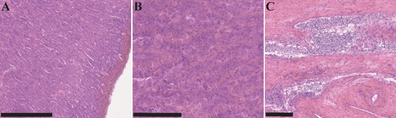 Figuren viser tre bilder av histologiske lysbilder av gonadevev fra hanntorsk i forskjellige forstørrelser. Spermatogonia er karakteristisk for dette stadiet, men fagocyterte frie spermatozoer er også observert, noe som fører til konklusjonen om at det er en utgytt hanntorsk.