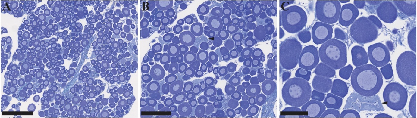 Figuren viser tre bilder av histologiske lysbilder av gonadevev fra hunntorsk i forskjellige forstørrelser. Previtellogene oocytter observeres på bildene, samt noen follikler etter ovulering.