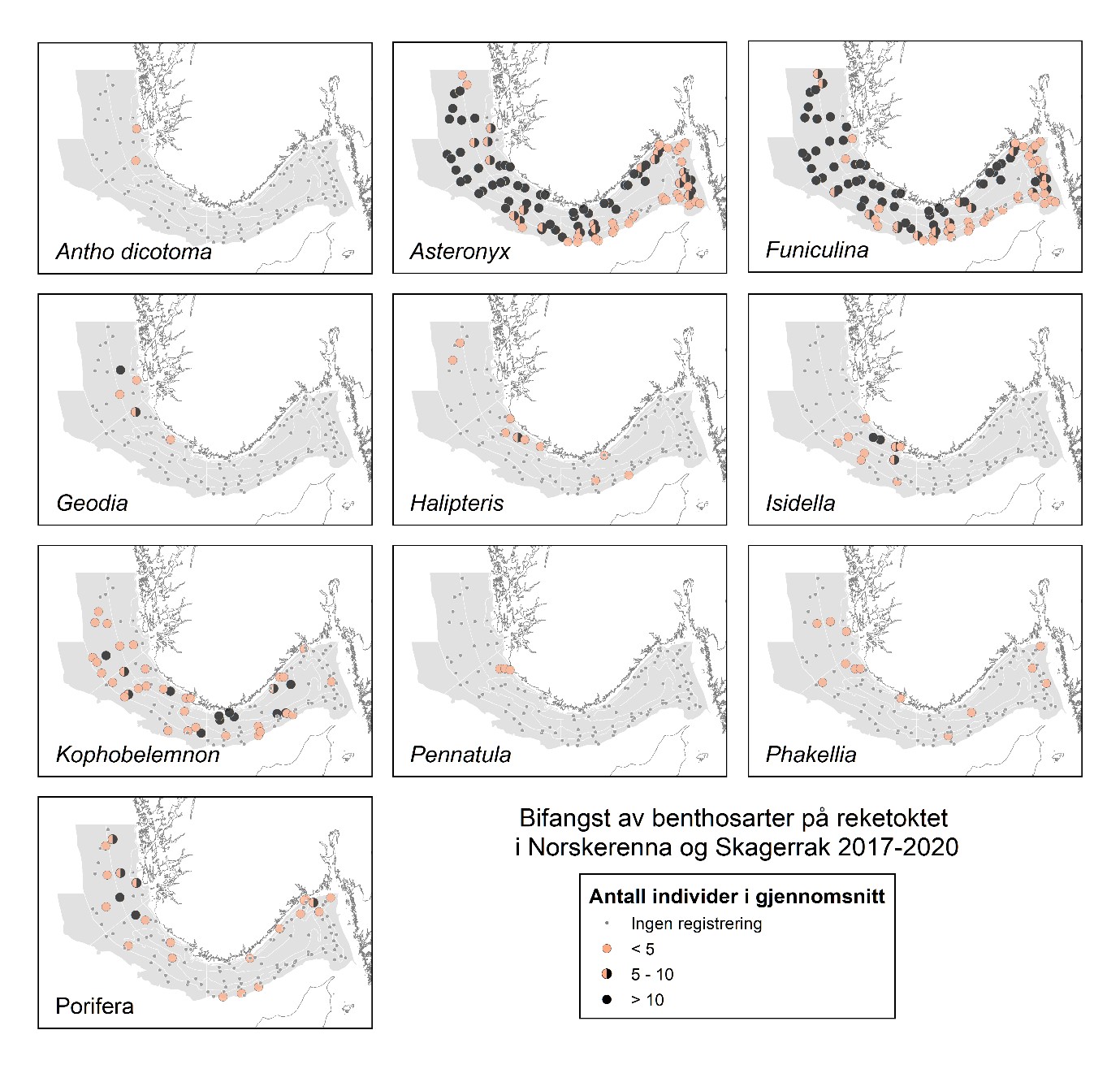 Kartutsnittene er sortert alfabetisk (navnene i figurteksten) med Antho (Antho dicotoma, svamp) øverst til venstre og med Porifera (svamp) nederst til høyre. Fargeskalaen for sirklene (antall individer i gjennomsnitt): rosa: < 5, halvt svart og rosa: 5-10 og svarte: > 10 individer. Grå punkt: ingen registreringer. 