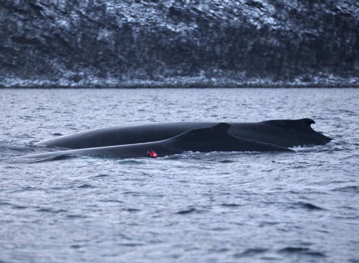 Knølhval med merke festet i ryggen.