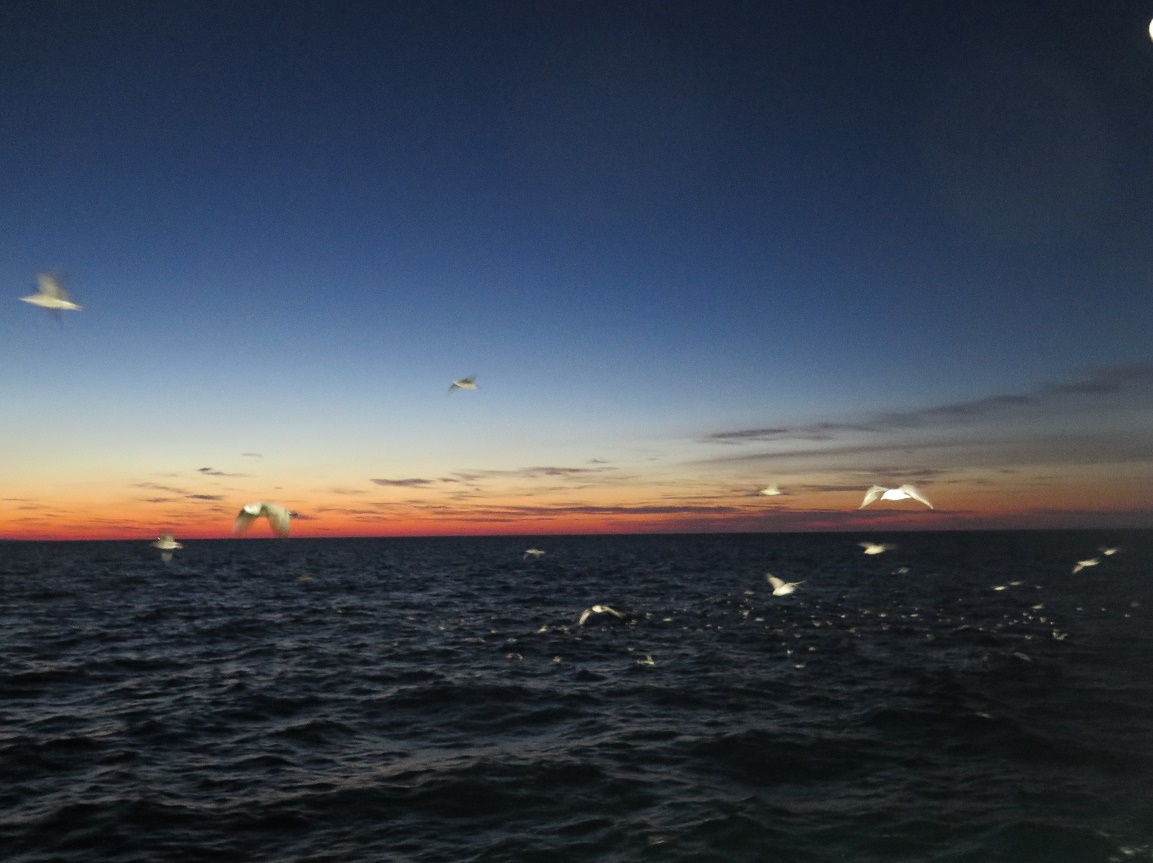 Solnedgang på havet. Måker flyr ved siden av båten, og vi ser mørk himmel og mørkt hav. 