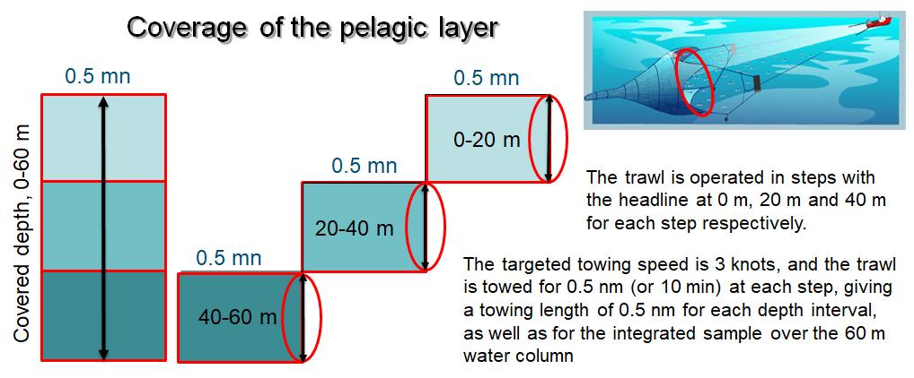 Schematic representation of a pelagic trawling trawling (standard 0-group trawling)