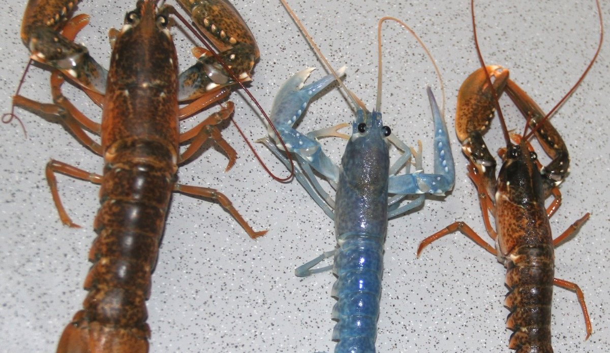 
American European lobster hybrids