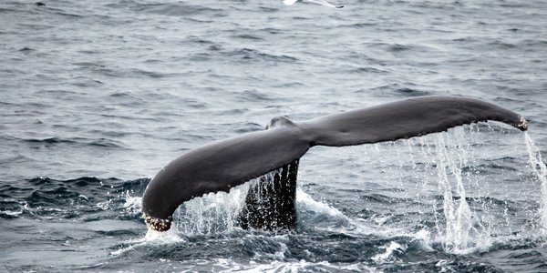 

Hale av hval stikker opp fra havet.