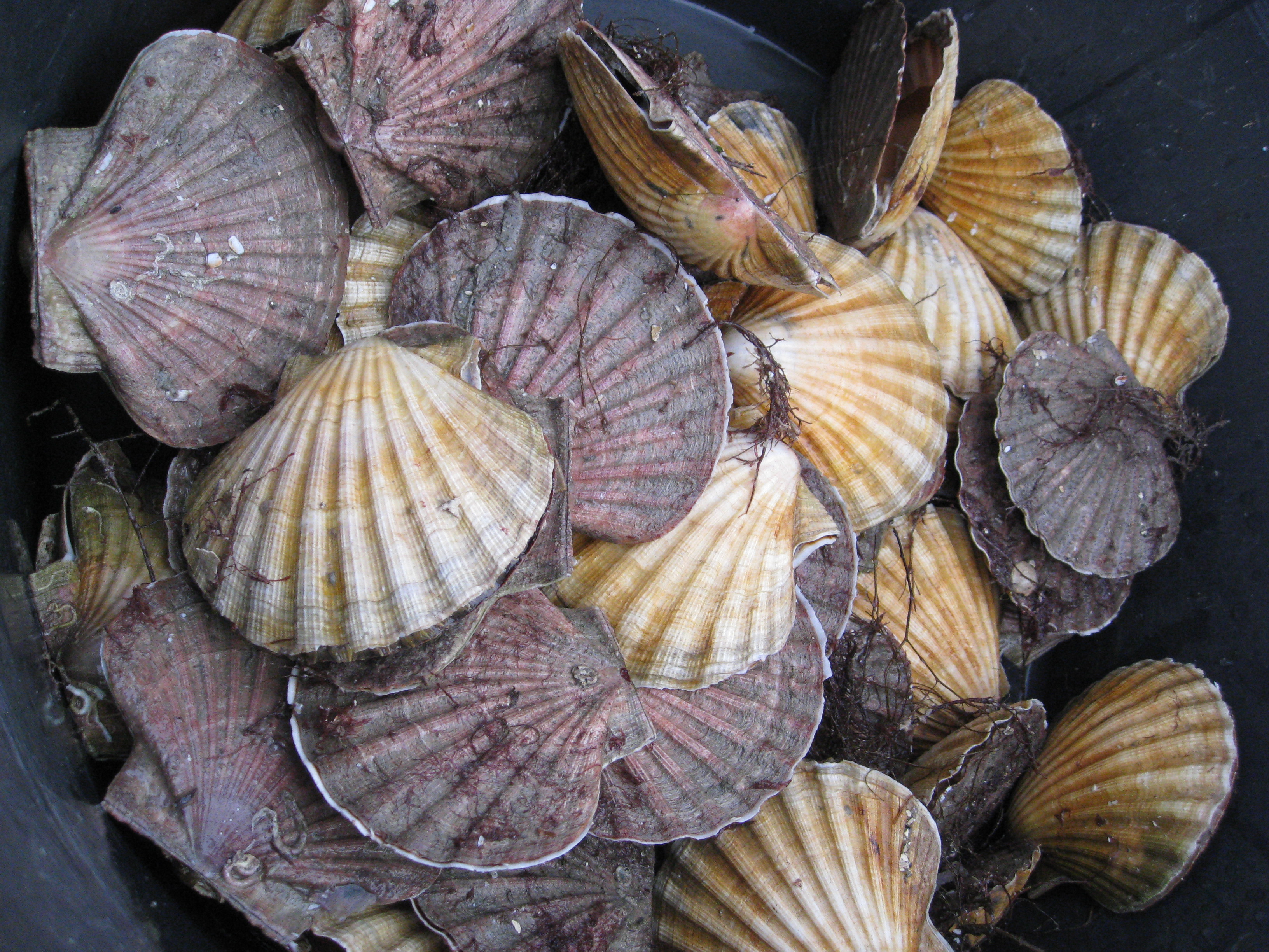 mange store kamskjell