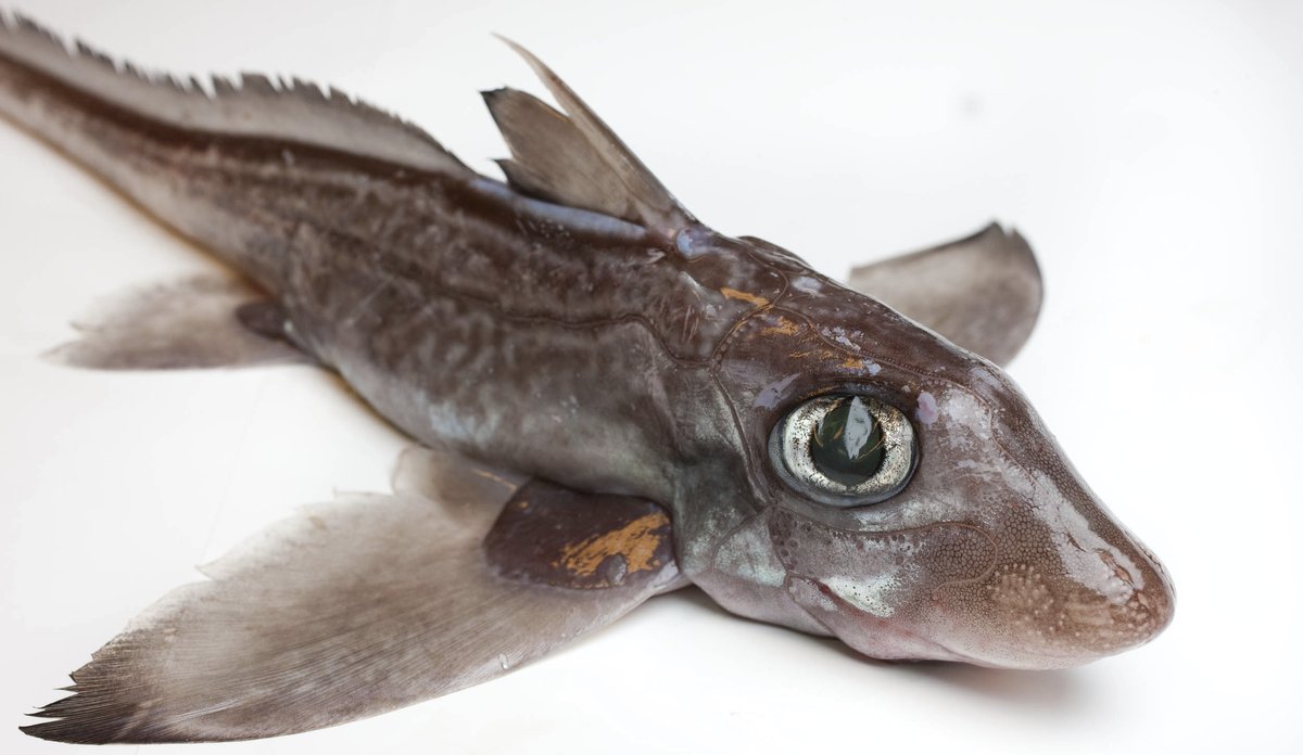 havmus (Chimaera monstrosa)