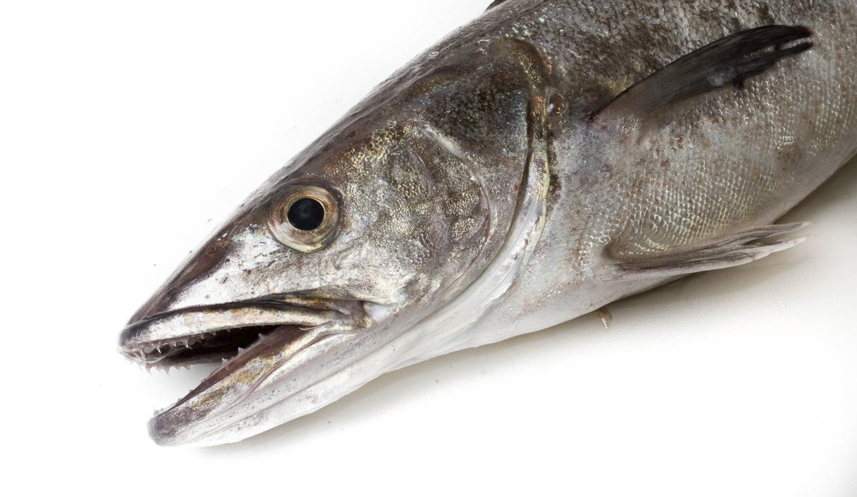 European hake