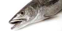 

European hake