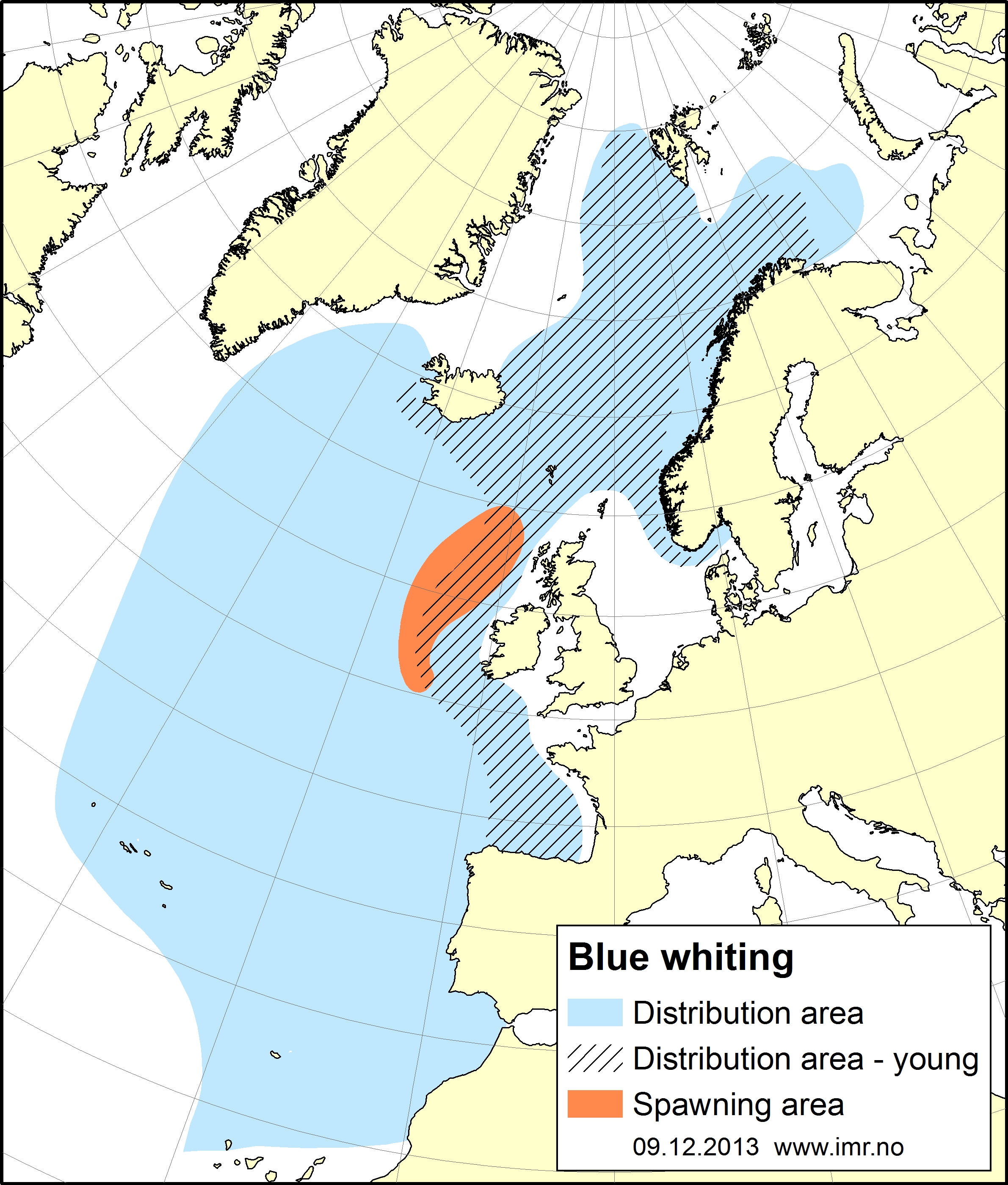 blue whiting