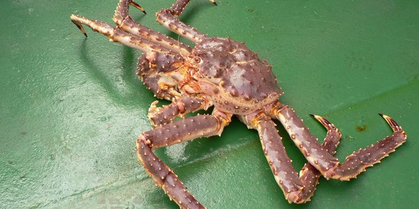 Kongekrabbe_HI-010107.jpg