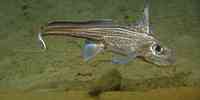 

havmus (Chimaera monstrosa)