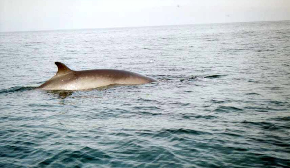 
common minke whale at the surface