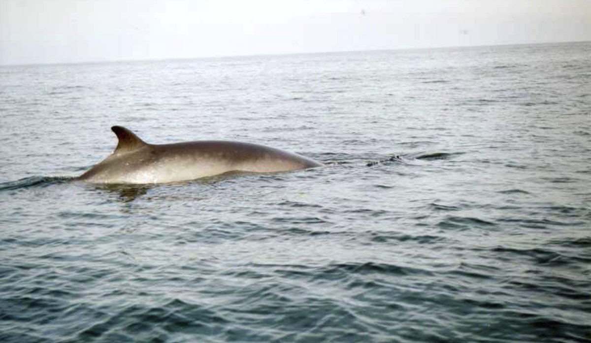 
common minke whale at the surface