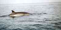 

common minke whale at the surface