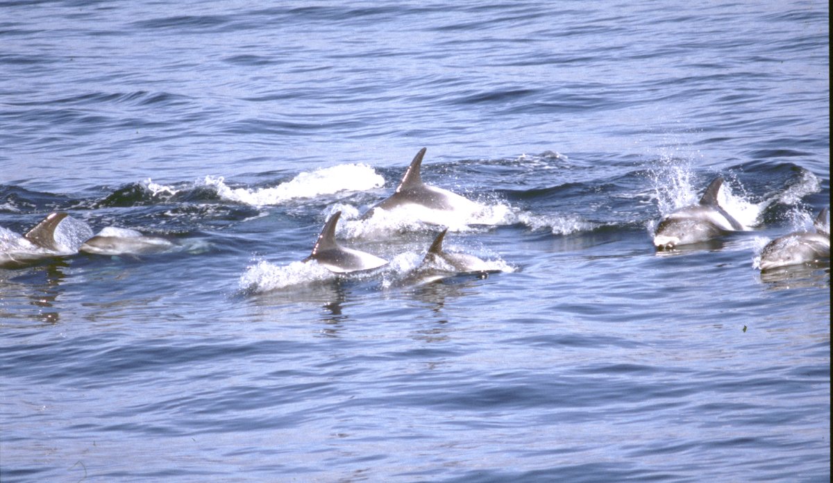 white-beaked dolphin