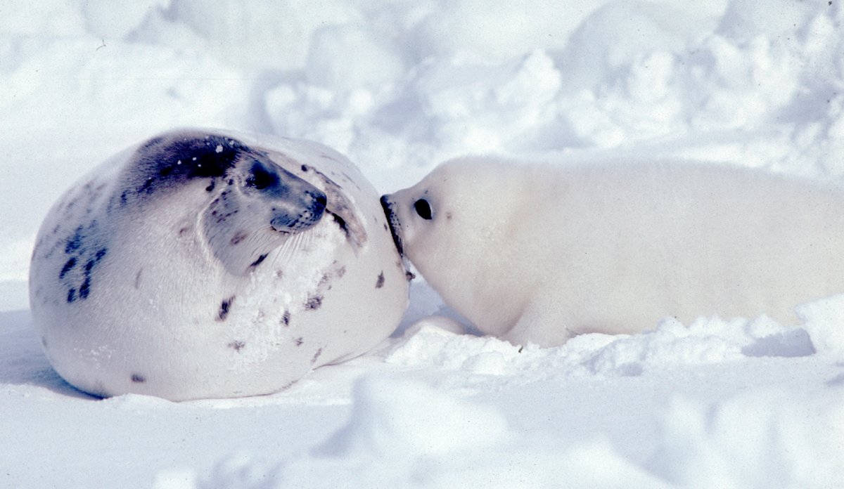 Harp seal with whitecoat