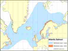 Distribution map - salmon