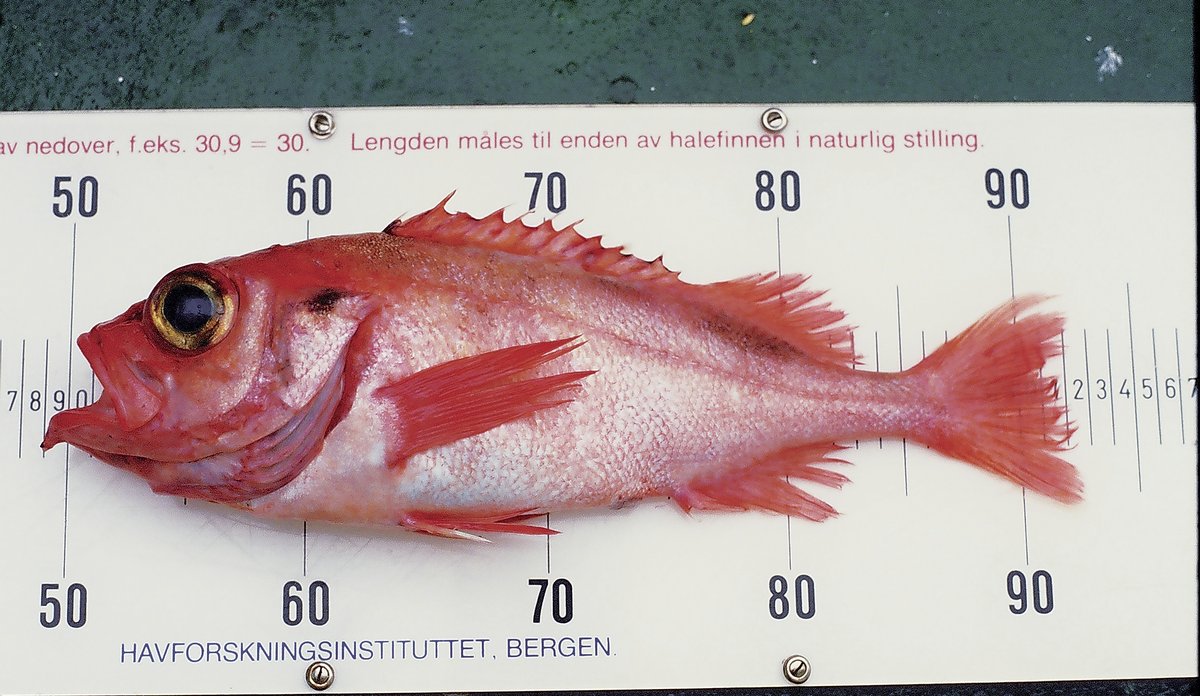 
Redfish on a measuring board