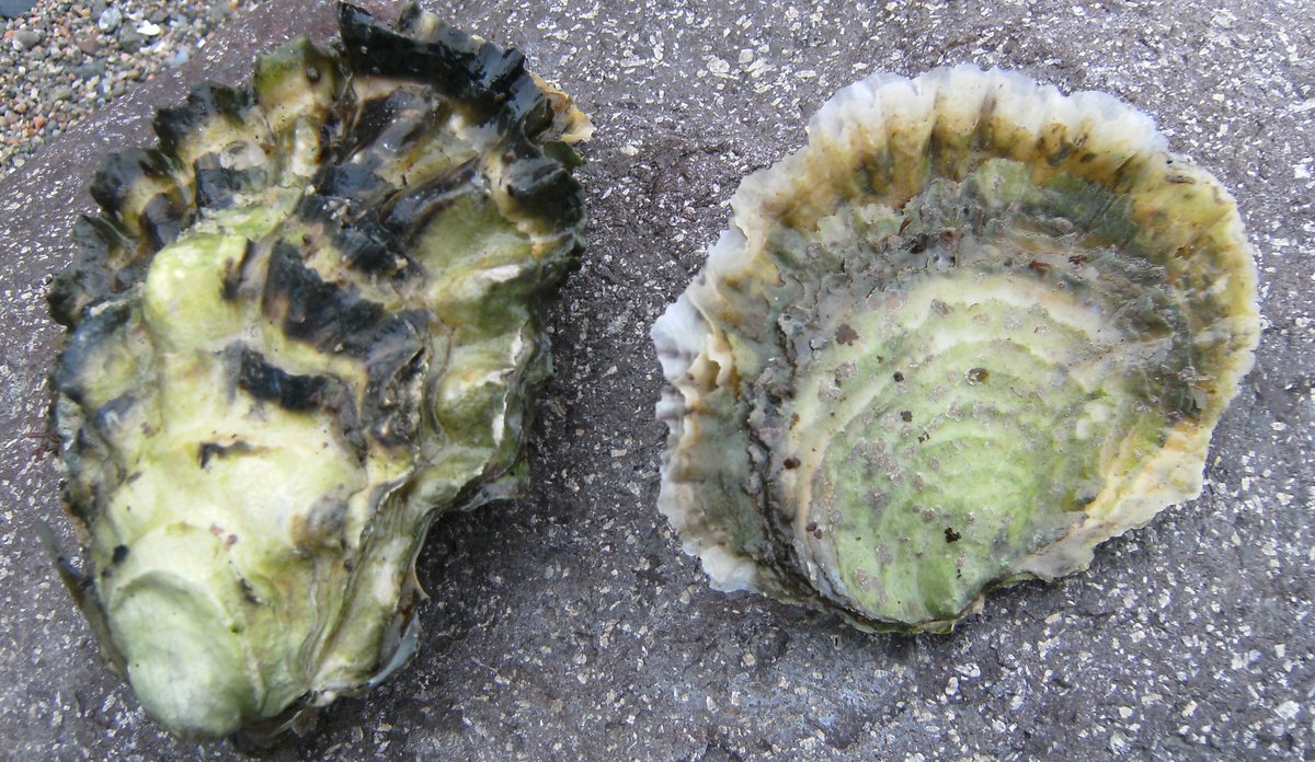 Pacific oyster | Institute of Marine Research