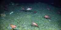 

Multiple redfish swimming.