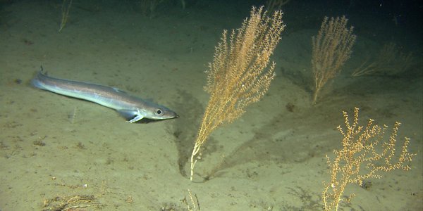 

Avlang fisk ved sjøfjær på sandbunn