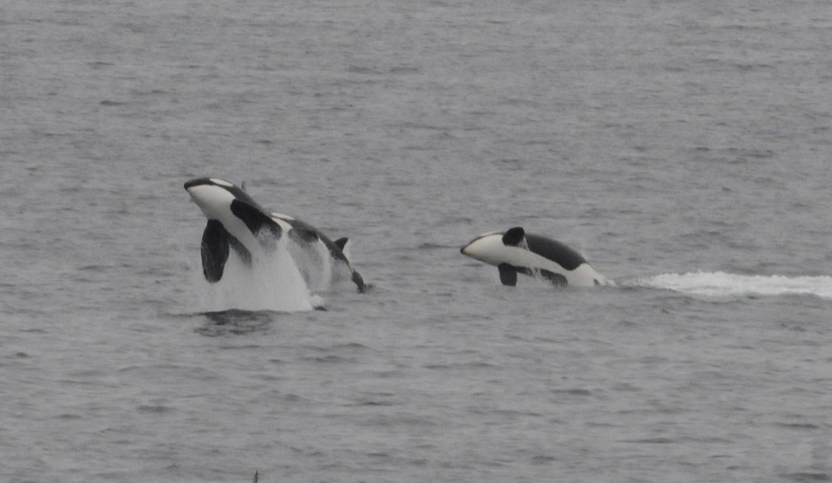 Three ocas diving over water.