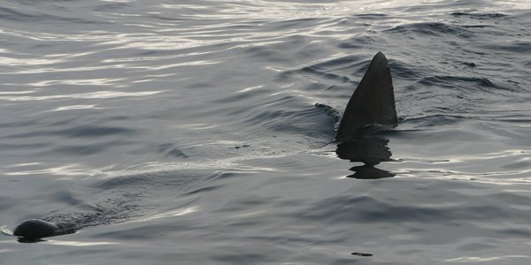 

A basking shark swimming in the surface, a dorsal fin breaking the surface