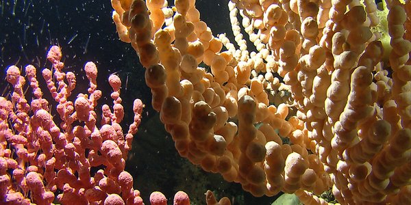 rosa og gule koraller på havbunnen