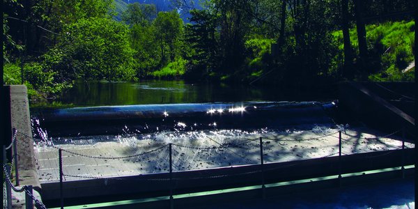 

The smolt trap