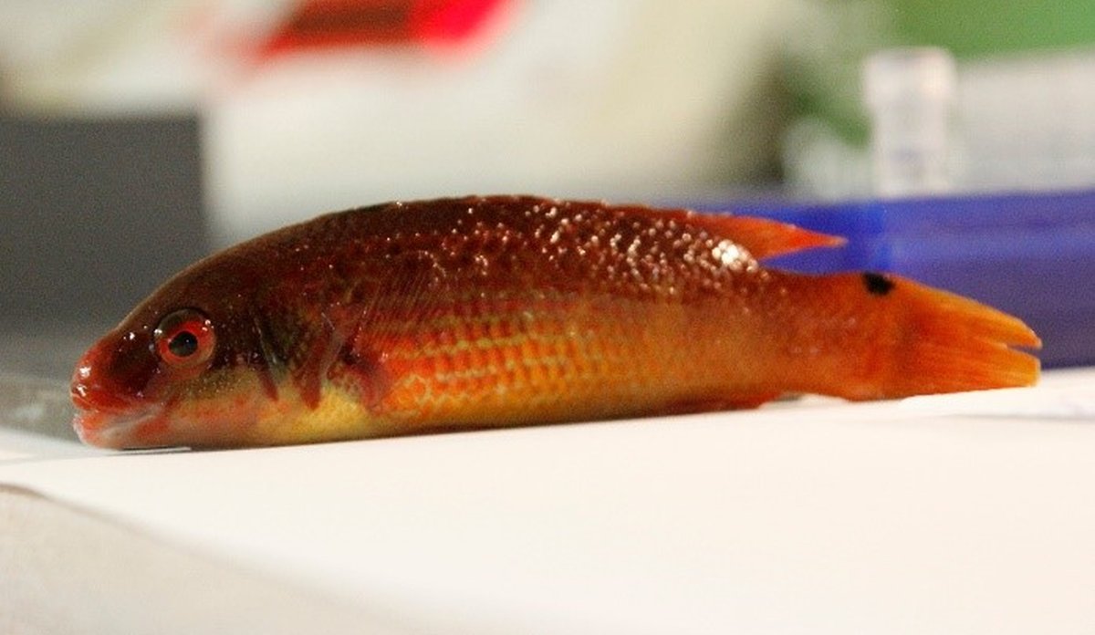 
goldsinney wrasse