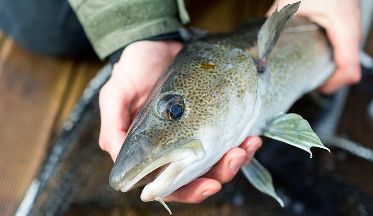 
nifes holmen 16 TorskHaand Senneset WebCrop