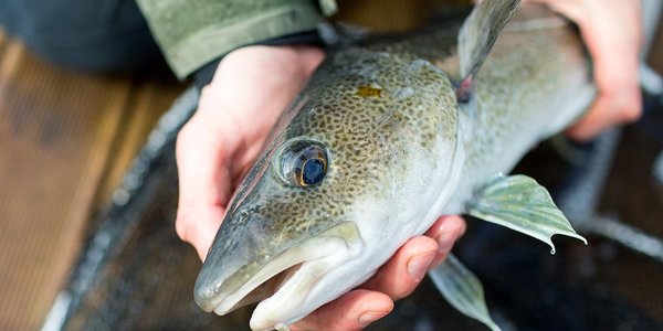 

nifes holmen 16 TorskHaand Senneset WebCrop