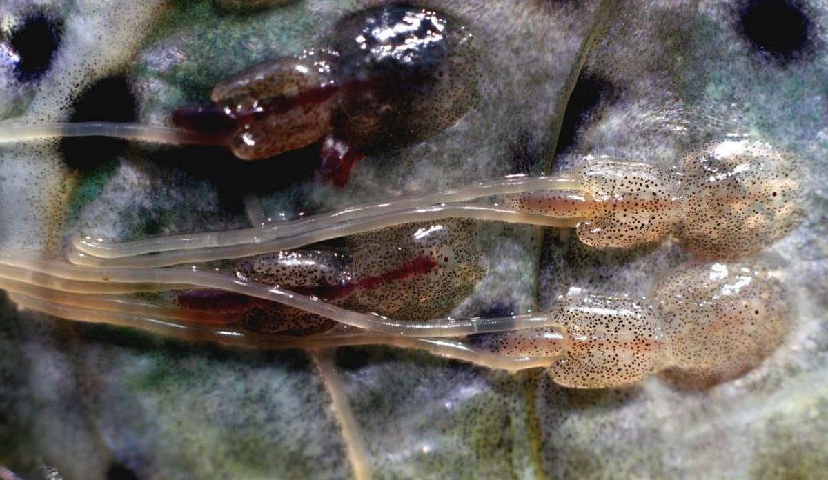
Bilde av voksne lakselus på fiskeskinnet. Lusene er voksne hunner og har lange strenger med egg.