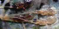 

Bilde av voksne lakselus på fiskeskinnet. Lusene er voksne hunner og har lange strenger med egg.